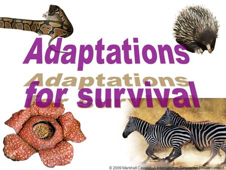 Adaptations for survival
