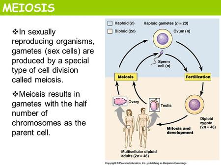 MEIOSIS  In sexually reproducing organisms, gametes (sex cells) are produced by a special type of cell division called meiosis.  Meiosis results in gametes.