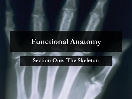 Section One: The Skeleton