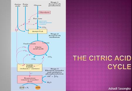 Ashadi Sasongko. Essential facts of the citric acid cycle The citric acid cycle is an eight-step reaction. It requires 8 enzymes. The final product is.