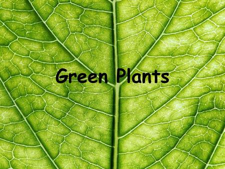 Green Plants. 4 Living Processes  Movement- towards light  Reproduction- fruits and seeds  Nutrition- plants make their own food  Growth- seedlings.