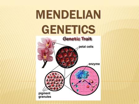 MENDELIAN GENETICS 1. GREGOR JOHANN MENDEL  Austrian monk  Studied the inheritance of traits in pea plants  Developed the laws of inheritance  Mendel's.
