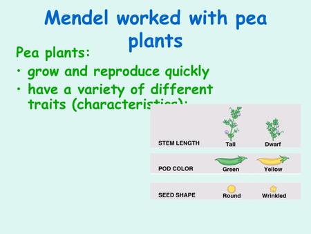 Mendel worked with pea plants Pea plants: grow and reproduce quickly have a variety of different traits (characteristics):