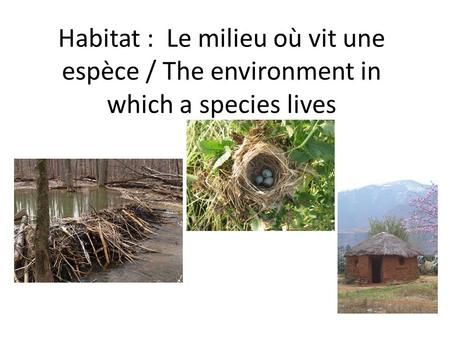 Habitat : Le milieu où vit une espèce / The environment in which a species lives.