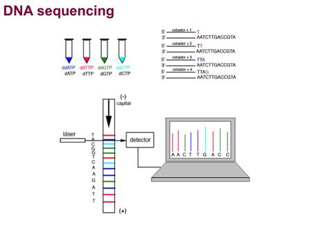 DNA sequencing. plan: To sequence a DNA molecule we need: 1. the moelcule to be sequenced (in a vector)the DNA pol 2. Taq DNA pol 3.a mix containing the.
