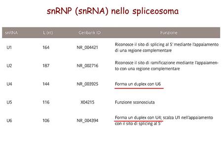 snRNP (snRNA) nello spliceosoma