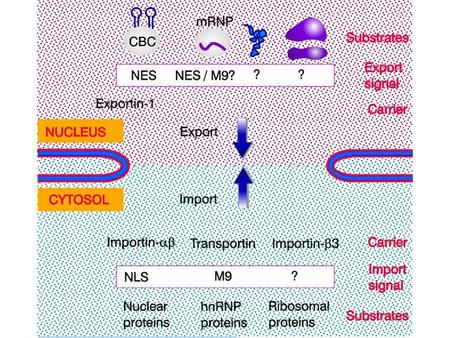 Trasporto dell'mRNA Transport through the nuclear pores The NLS and NES consist of short sequences that are necessary and sufficient.