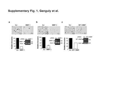 ScrMMP-1 Supplementary Fig. 1, Ganguly et al. 0 25 50 75 100 ScrMMP-3 ScrMMP-3MT1-MMP 100 m Relative Invasion 0 25 50 75 100 Scr MMP-1 100 m abc Scr Scr.