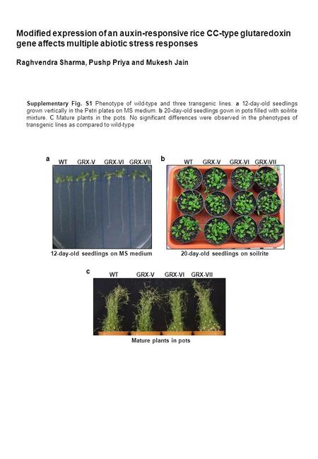 WT GRX-V GRX-VI GRX-VII 12-day-old seedlings on MS medium20-day-old seedlings on soilrite Mature plants in pots Supplementary Fig. S1 Phenotype of wild-type.