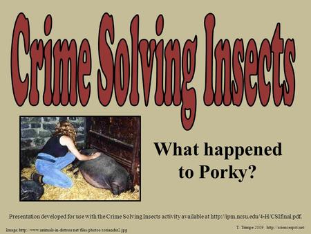 Crime Solving Insects What happened to Porky?