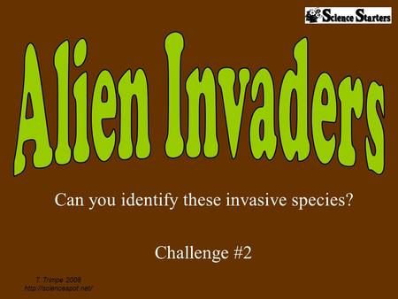 Can you identify these invasive species? Challenge #2 T. Trimpe 2008