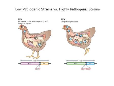 Low Pathogenic Strains vs. Highly Pathogenic Strains.