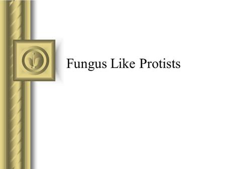Fungus Like Protists.