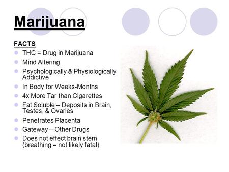 Marijuana FACTS THC = Drug in Marijuana Mind Altering