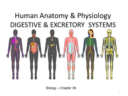 Human Anatomy & Physiology DIGESTIVE & EXCRETORY SYSTEMS