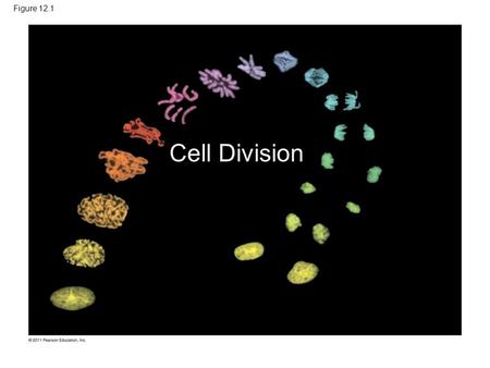 Figure 12.1 Cell Division Figure 12.1 How do a cell’s chromosomes change during cell division?