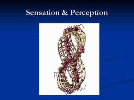 Sensation & Perception. Frasers spiral 1908 Sensation Definition What occurs when a stimulus activates a receptor What occurs when a stimulus activates.