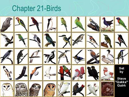 Chapter 21-Birds.