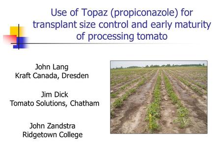 Tomato Solutions, Chatham
