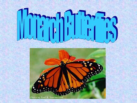 Monarch Butterflies.