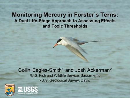 Monitoring Mercury in Forsters Terns: A Dual Life-Stage Approach to Assessing Effects and Toxic Thresholds Collin Eagles-Smith 1 and Josh Ackerman 2 1.