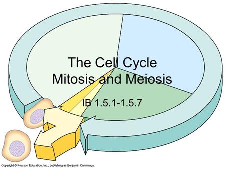 The Cell Cycle Mitosis and Meiosis