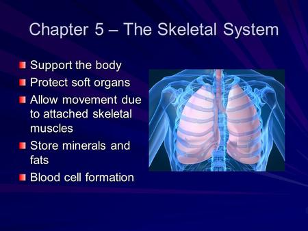 Chapter 5 – The Skeletal System