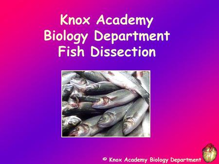 © Knox Academy Biology Department Knox Academy Biology Department Fish Dissection.