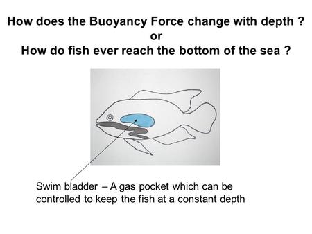 How does the Buoyancy Force change with depth ? or How do fish ever reach the bottom of the sea ? Swim bladder – A gas pocket which can be controlled to.