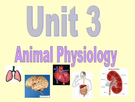 Unit 3 Animal Physiology.