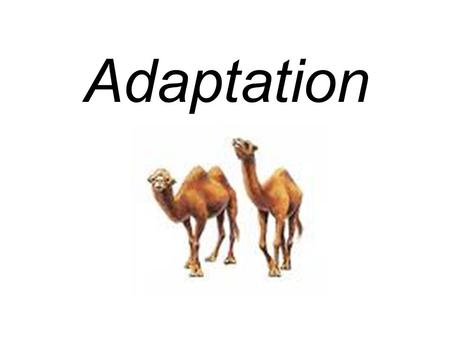Adaptation. Amphibian A special trait that helps an organism survive.