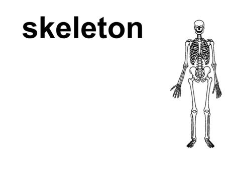 Skeleton. the hard structure (bones and cartilages) that provides a frame for the body of an animal.