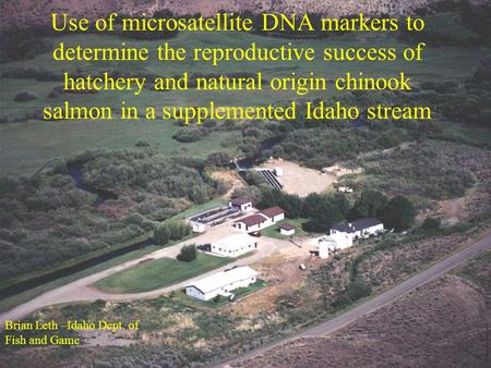 Use of microsatellite DNA markers to determine the reproductive success of hatchery and natural origin chinook salmon in a supplemented Idaho stream Brian.