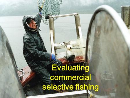 Evaluating commercial selective fishing. C.E. Ashbrook J.F. Dixon A.Hoffmann K. E. Ryding E. A. Schwartz J.R. Skalski R. Townsend G.E. Vander Haegen K.W.