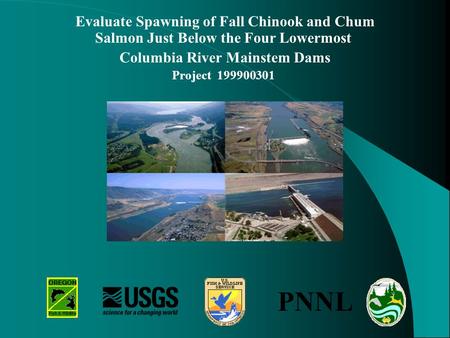 Evaluate Spawning of Fall Chinook and Chum Salmon Just Below the Four Lowermost Columbia River Mainstem Dams Project 199900301 PNNL.