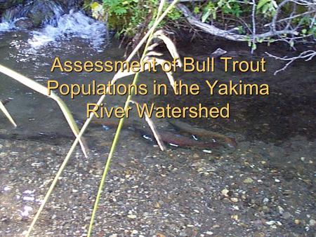 Assessment of Bull Trout Populations in the Yakima River Watershed.