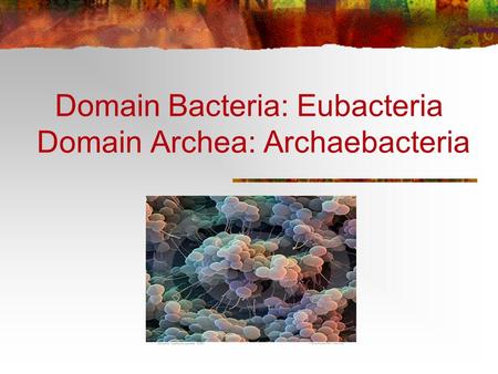 Domain Bacteria: Eubacteria Domain Archea: Archaebacteria