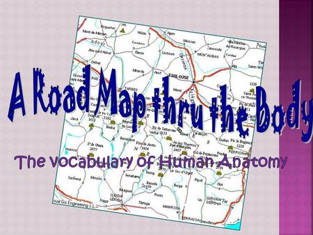A Road Map thru the Body The vocabulary of Human Anatomy