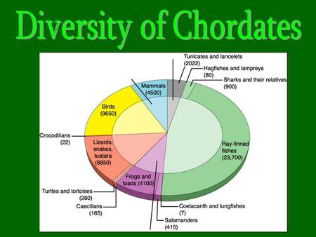 Diversity of Chordates