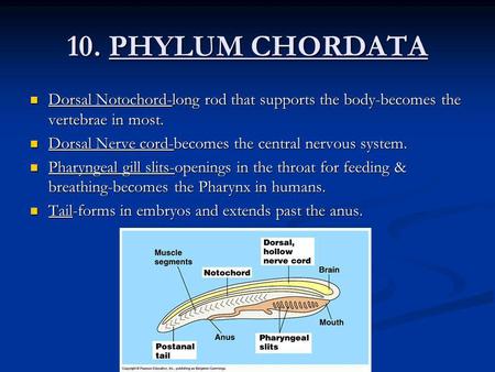 10. PHYLUM CHORDATA Dorsal Notochord-long rod that supports the body-becomes the vertebrae in most. Dorsal Nerve cord-becomes the central nervous system.