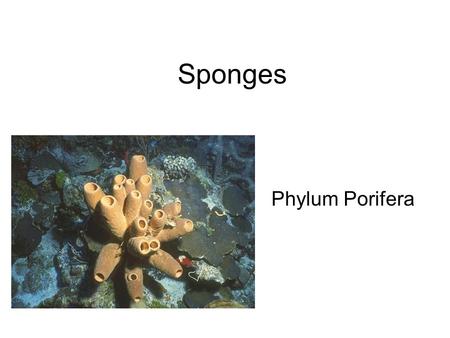 Sponges Phylum Porifera.