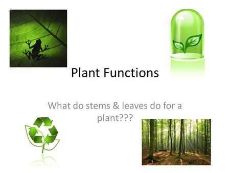 Plant Functions What do stems & leaves do for a plant???