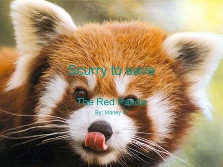 Scurry to save The Red Panda By: Marley S.. Who are we? We are the Red Panda Network (RPN) Our mission is to educate and empower local communities to.