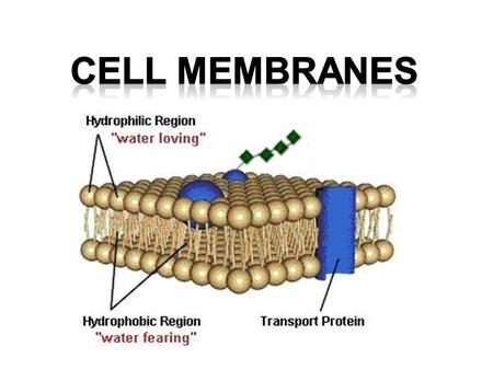 Cell Membranes Separates the Inside of the cell from the outside of the cell.