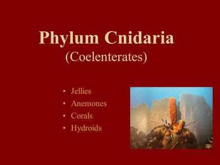 Phylum Cnidaria (Coelenterates)