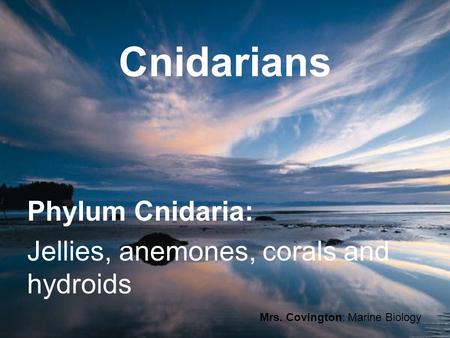 Phylum Cnidaria: Jellies, anemones, corals and hydroids