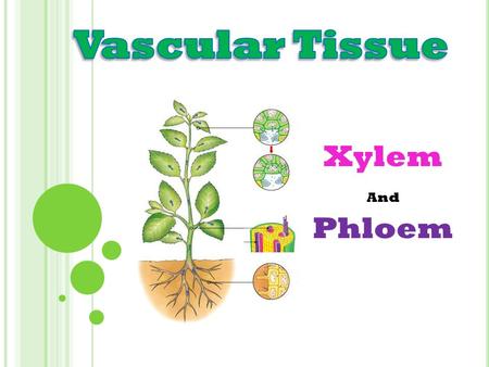 Vascular Tissue Xylem And Phloem.