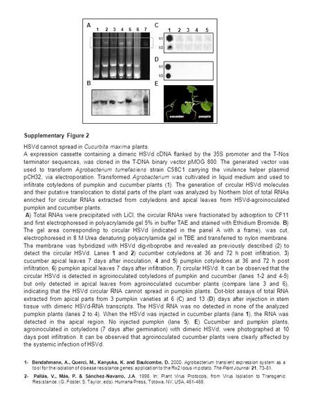 1- Bendahmane, A., Querci, M., Kanyuka, K. and Baulcombe, D. 2000. Agrobacterium transient expression system as a tool for the isolation of disease resistance.