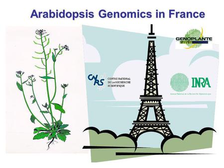 Arabidopsis Genomics in France. Physiological role Expression microarrays Systematic functional analysis: from genome to function Reverse genetics Gène.
