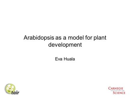 Arabidopsis as a model for plant development Eva Huala.